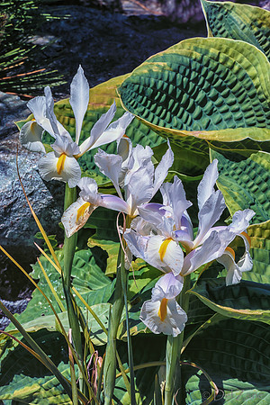 Mother's Day Garden Walk--9