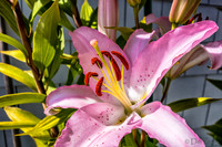 07-21 Lillies TIFFs--9
