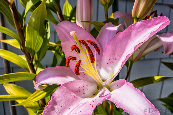 07-21 Lillies TIFFs--9