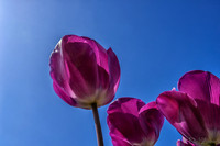 04-08 Tulips and Kites TIFFs--14