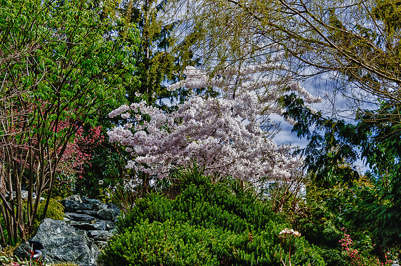 Early Spring Blooms-26