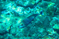 01-18 Makena Underwater TIFFs--11