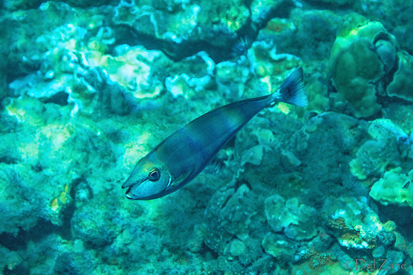 01-18 Makena Underwater TIFFs--11