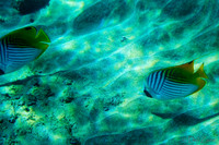 01-18 Makena Underwater TIFFs--2