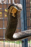 07-20 Snakes--18