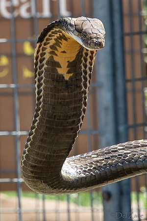 07-20 Snakes--18