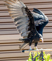 07-20 Yellow Head Vulture--2