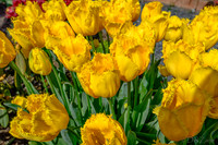 04-08 Tulips and Kites TIFFs--4