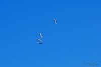 06-25 Whidbey NAS Open House TIFFs--14