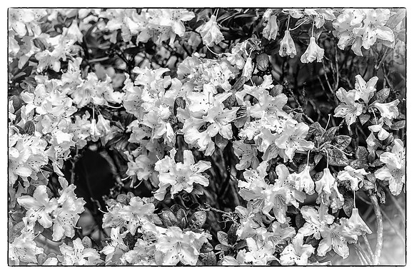 Early Spring Blooms-30