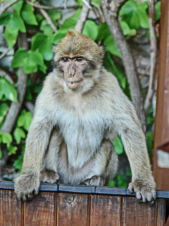 Gibraltar-2-20