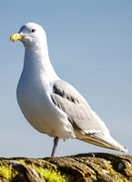 03-24 HamBone Seagull-4