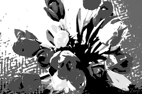 Multi-color Tulips--9