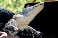 07-20 Alligator--4
