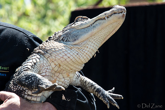 07-20 Alligator--4