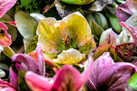 Early Spring Blooms-3