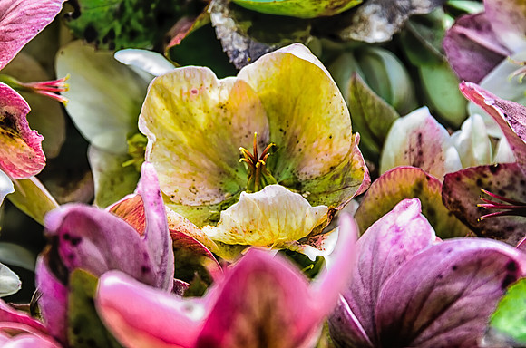 Early Spring Blooms-3