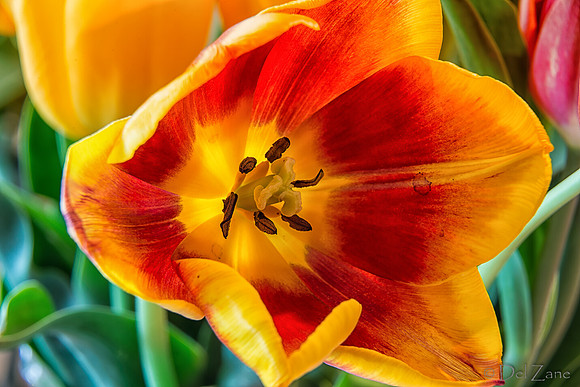 04-28 Macro 36mm 28-300mm D600 Flowers-24