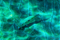 01-18 Makena Underwater TIFFs--6