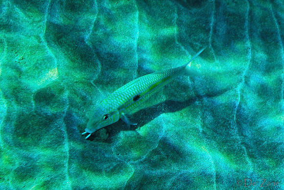 01-18 Makena Underwater TIFFs--6