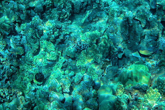 01-18 Makena Underwater TIFFs--18