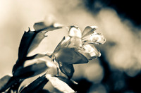 Christmas Cactus-6