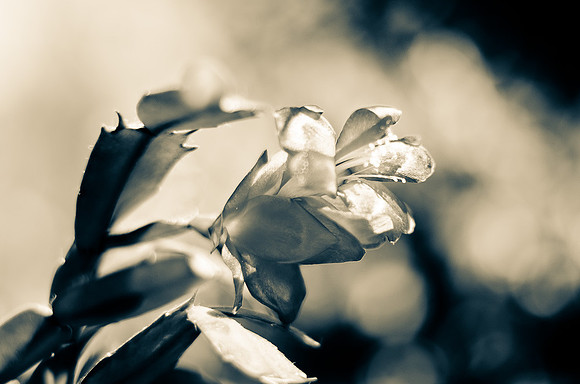 Christmas Cactus-6
