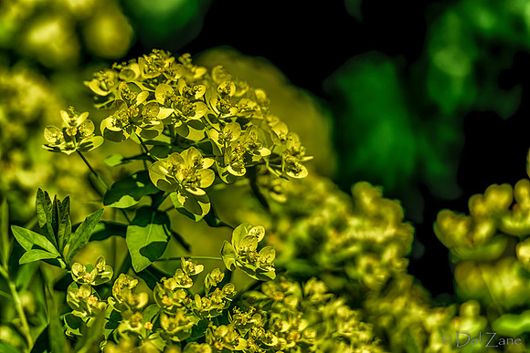 Mother's Day Garden Walk--16