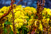 04-28 Macro 36mm 28-300mm D600 Flowers--14
