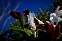 Christmas Cactus-9