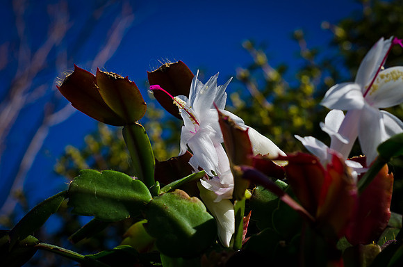 Christmas Cactus-9