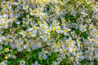 Clematis & Rhododendron...Up Close and Personal