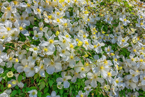 05-20 Clematis & Rhododendron TIFFs-