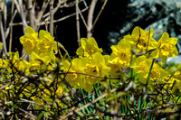 Early Spring Blooms-1