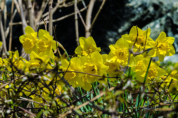 Early Spring Blooms-1