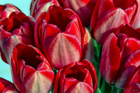 Sunshine Tulips--7
