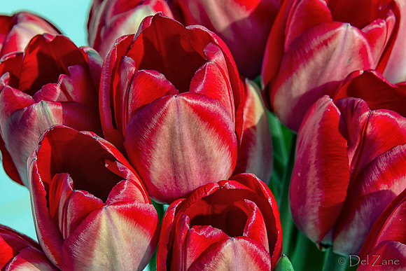 Sunshine Tulips--7