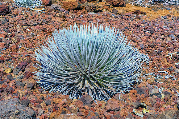01-17 Haleakala Panoramas Tiffs--26