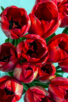 Sunshine Tulips--9