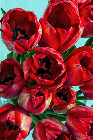Sunshine Tulips--9