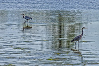 Great Blue Herons-3