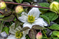 04-28 Macro 36mm 28-300mm D600 Flowers--3