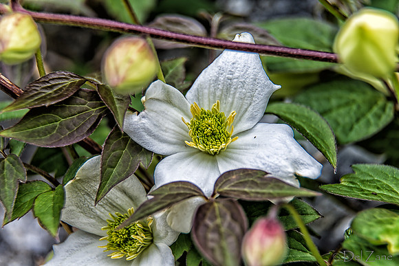 04-28 Macro 36mm 28-300mm D600 Flowers--3