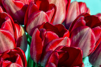 Sunshine Tulips--6