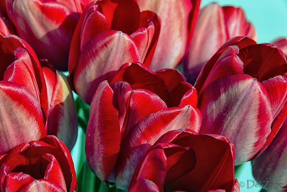 Sunshine Tulips--6