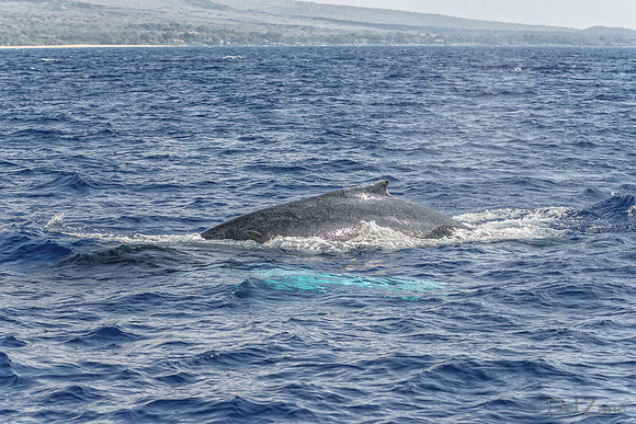 01-28 Whales TIFFS--39