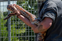 07-20 Snakes--6