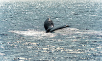 01-28 Whales TIFFS--5