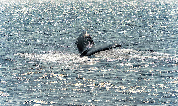 01-28 Whales TIFFS--5