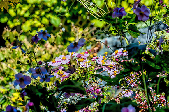 09-12 Shadra's Fall Garden Stroll--38